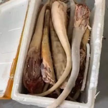 黄牛尾