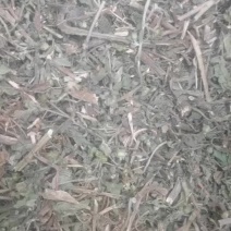 墨旱莲