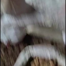 枳壳皮