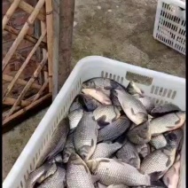钓场麻鲫8元/斤
