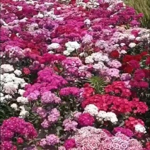 五彩石竹花种子花籽孑须苞石竹花种质量保障诚信为本等您来电