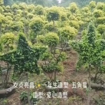 女贞亮晶造型五角星⭐️造型爱心🧡造型花瓶造型