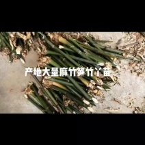 麻竹笋苗竹丫竹枝培育竹苗广东英德产地