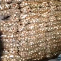 大家好，土豆种子，品种多，保质量，北京种子公司