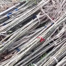 红油香椿苗产地直供量大价优好成活品质高欢迎咨询