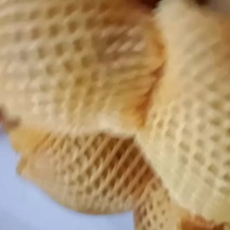 秋月次果九零以上大量现货！