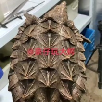 大鳄龟真鳄