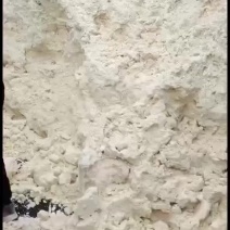 新鲜豆渣