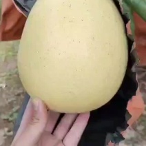 来哦，，柚子哦，，，，，，，，，，，