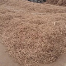 无抽芯去头干货/远志中药远志大量出货