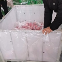 陕西红富士苹果