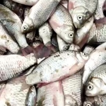 加工鲫鱼