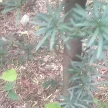 罗汉松，风景树，需要的老板可以进来看看价格优惠