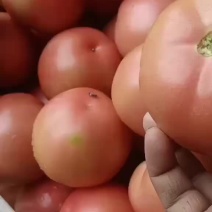 郸城县西红柿