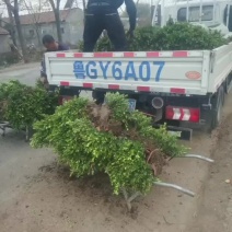 瓜子黄杨种植基地，货源充足，