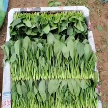 精品大叶菠菜产地直发品质保证欢迎选购诚信为本