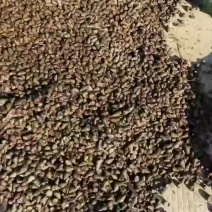 新鲜肥美的螺狮