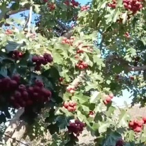 本地山楂