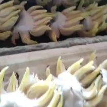 【雕刻水仙】漳州水仙花种球已雕刻冬季桌面盆栽水培花卉通货