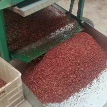 精品汉源贡椒娃娃椒，香麻色泽好！