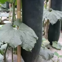 精品吊瓜