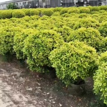 黄金叶球，大量现货出售，薄利多销