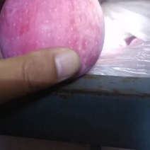 陕西红富士苹果
