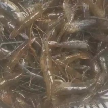 河虾