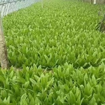 精品油麦菜，一手货源，品质保证，供应市场商超