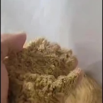 大豆磷脂油粉脂肪八个蛋白二十二适合各种畜禽养殖