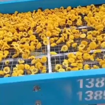 精品菊花茶婺源皇菊现货批发量大从优欢迎联系