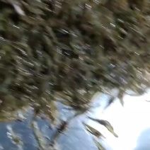 活虾速冻欢迎下单质量保证