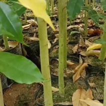 白木沉香底苗