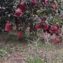 三红蜜柚苗柚子苗三红蜜柚嫁接苗现挖现发保湿发货