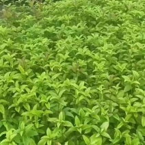 郴州四季桂(月月桂)种植场直销