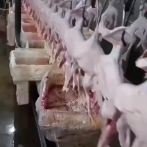 白条全鸭，白条鸭，鲜鸭白条，规格齐全，现货供应