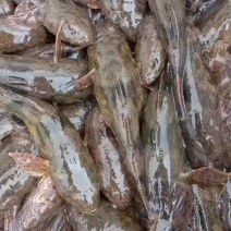 土布鱼