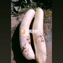 水果萝卜