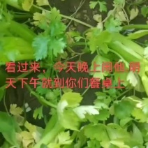 芹菜，大量上市中，保证质量，诚信经营，欢迎咨询