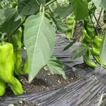 海南泡椒量已经上，需要的老板来谈谈