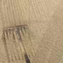 南粳46