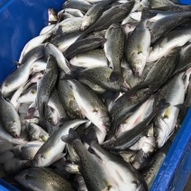 海鲈鱼特价海鲈鱼清塘海鲈鱼全国各地包邮