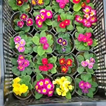 基地直发报春花大量供应质量保证视频发货