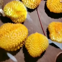 金针榴莲
