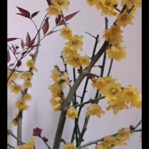 腊梅鲜切花干枝水养批发冬季黄色耐寒室内浓香
