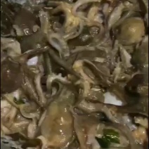 鲜活八爪鱼