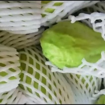 佛手瓜