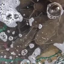 土鲶鱼