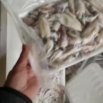 带籽海兔海猫子冰鲜水兔小鱿鱼可打礼包产地货量大优惠