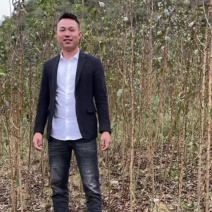 贵州镇宁六马正宗蜂糖李子苗一代嫁接苗原生苗